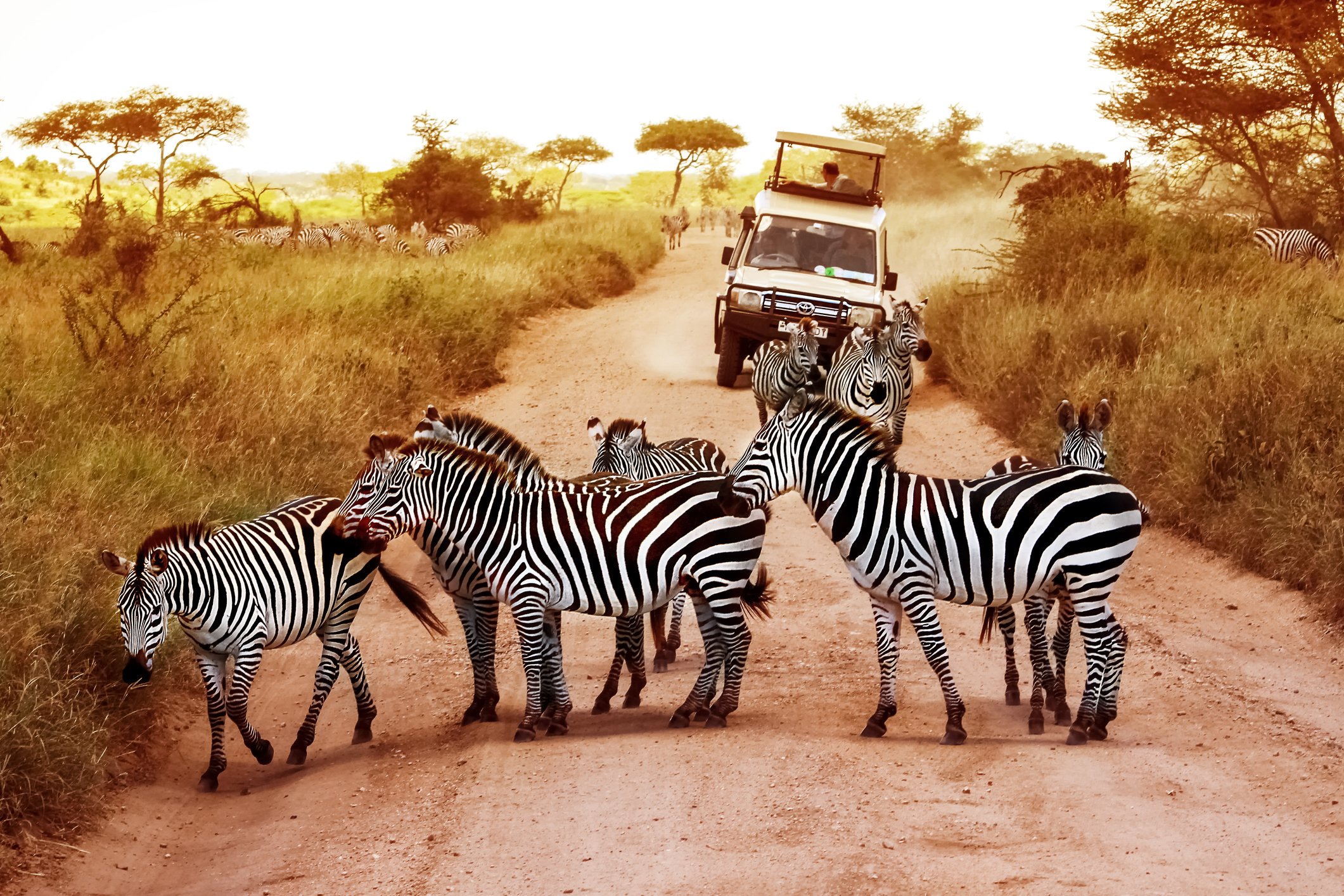 A family of elephants walking across the African savanna